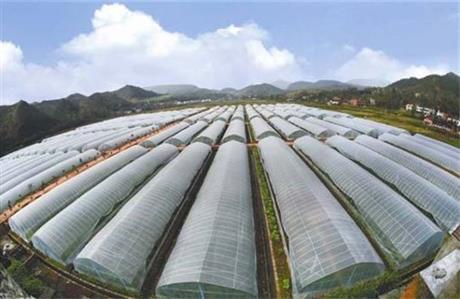 郟縣廣闊天地鄉(xiāng)蔬菜大棚項(xiàng)目